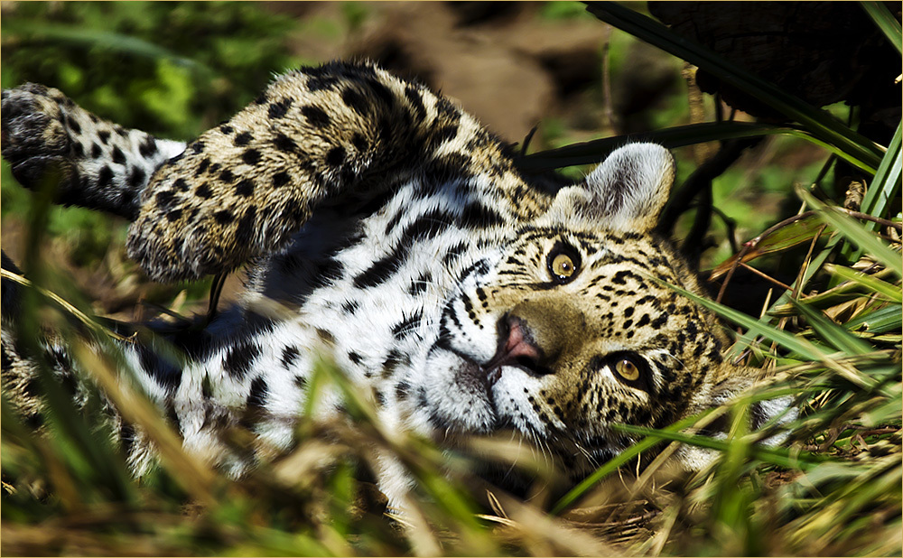 *** Leopard ***