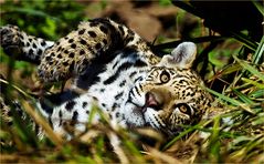 *** Leopard ***