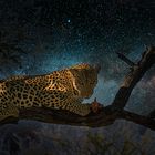 Leopard, Farm Düsternbrook-Namibia, 2005 Himmel gefakt (2)