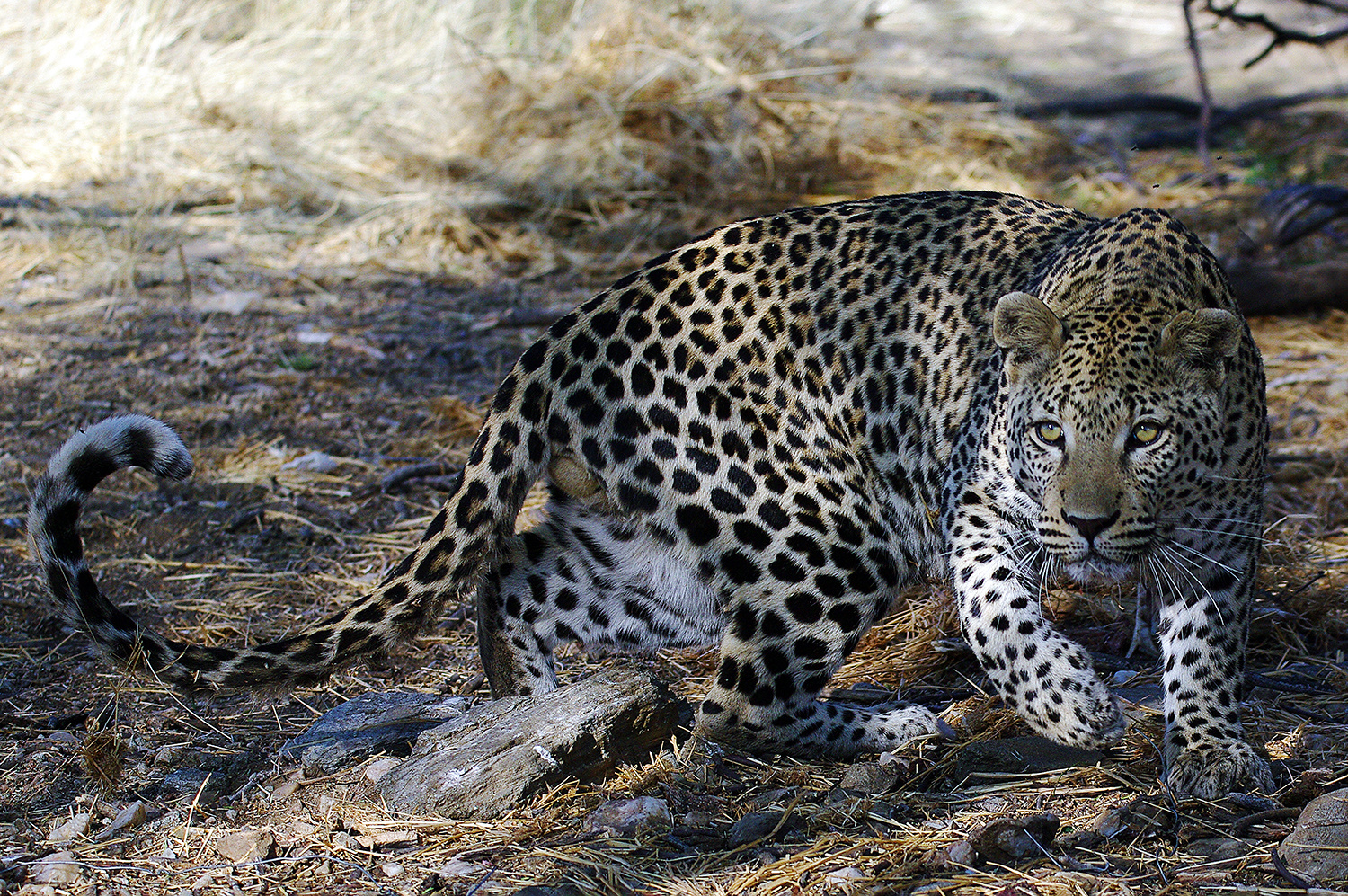 Leopard Farm Düsternbrook-Namibia