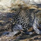Leopard Farm Düsternbrook-Namibia