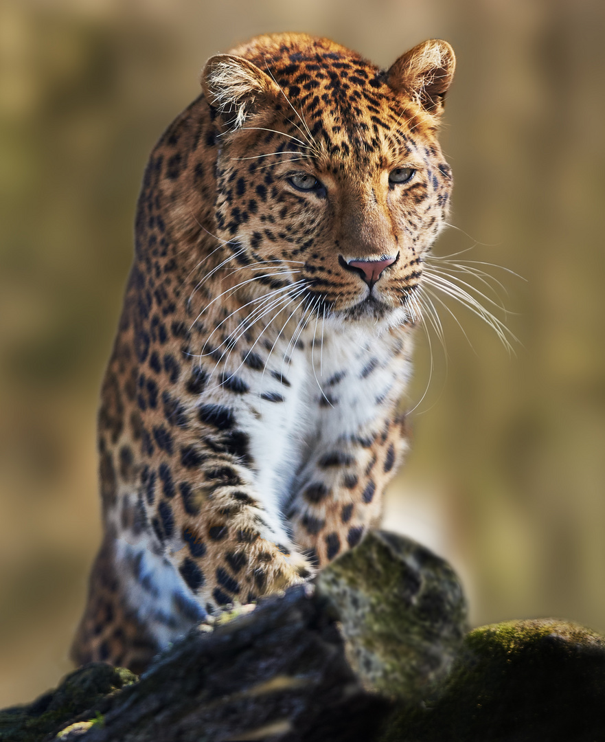 Leopard