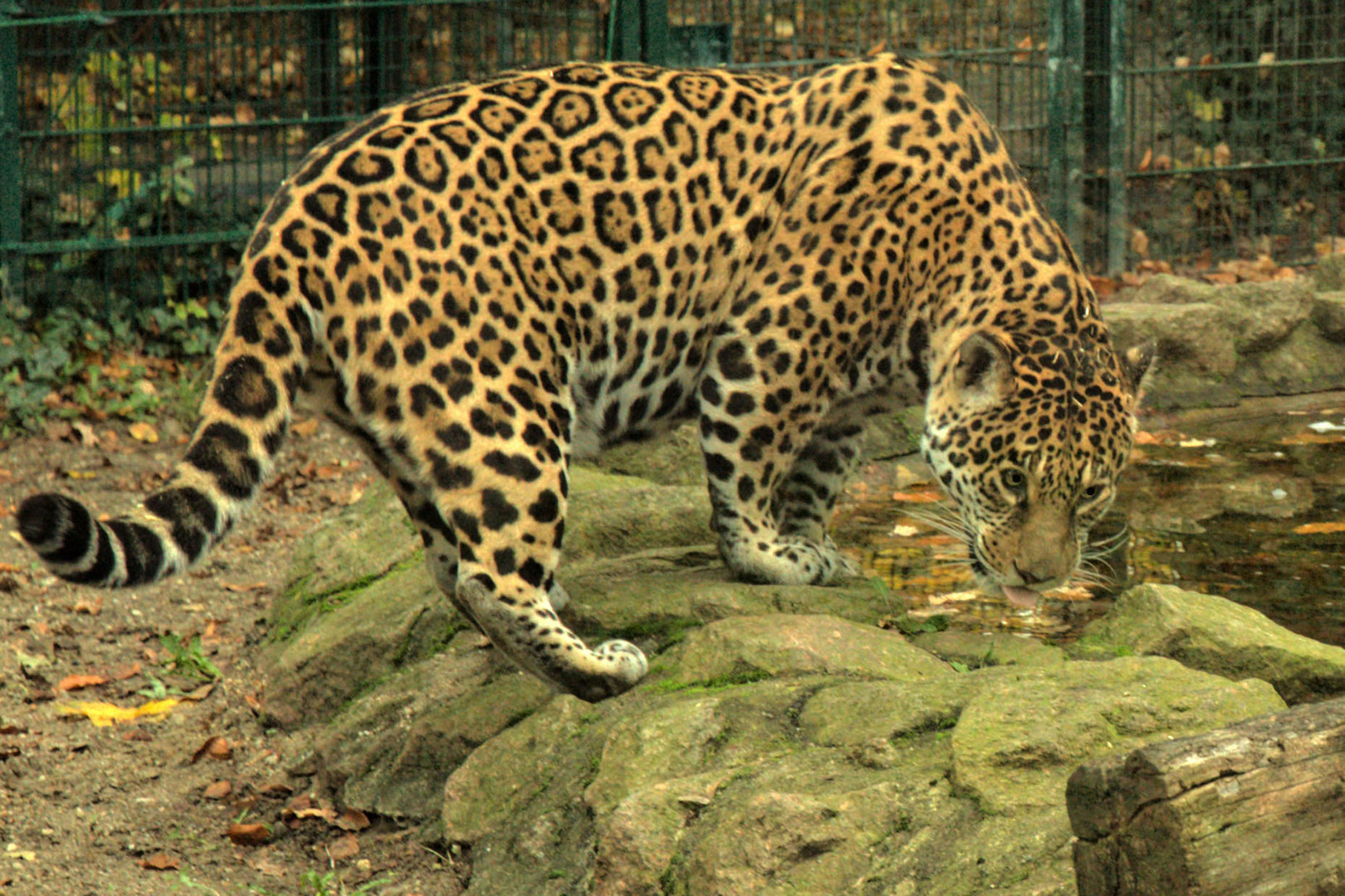 Leopard