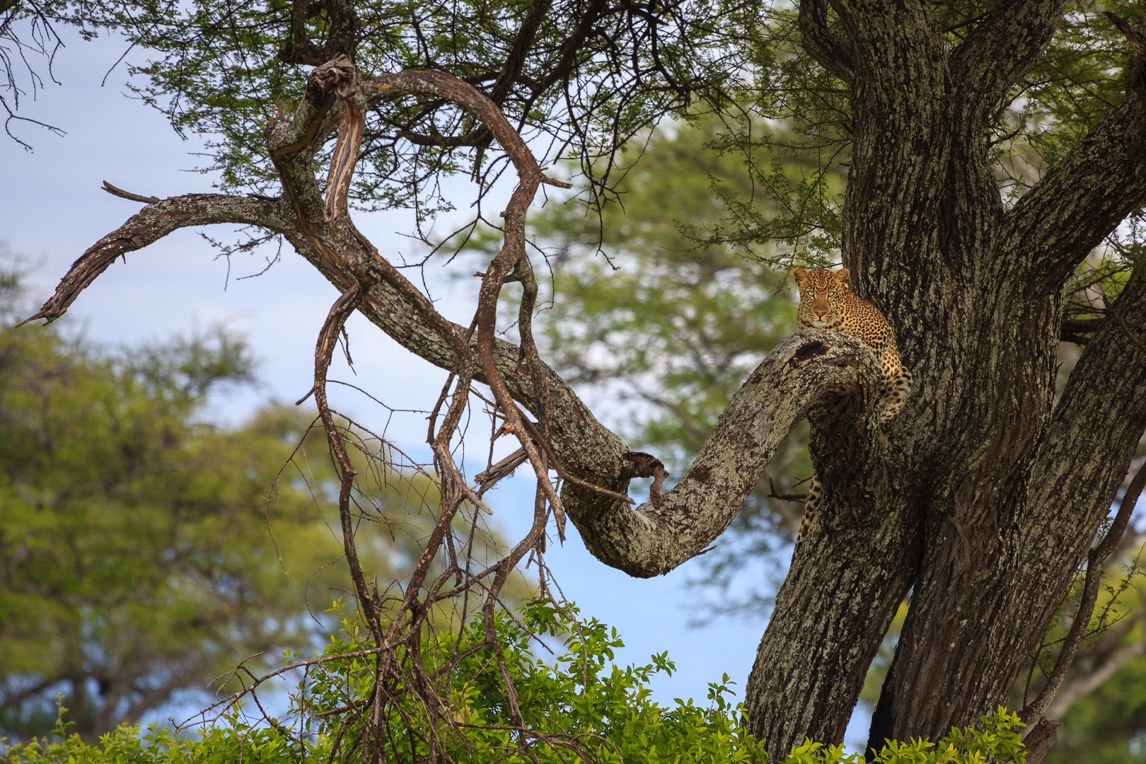 Leopard