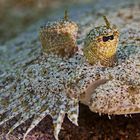 Leopard Flounder