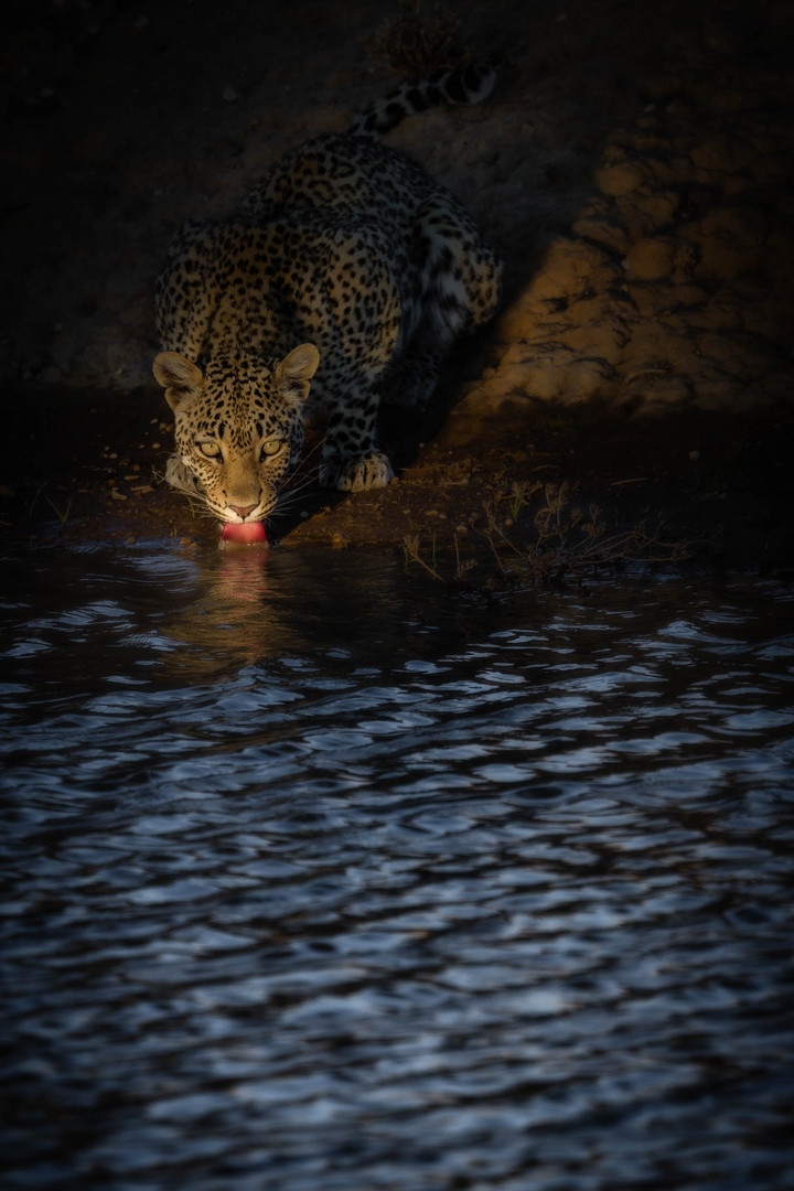 Leopard früh Morgen Drink