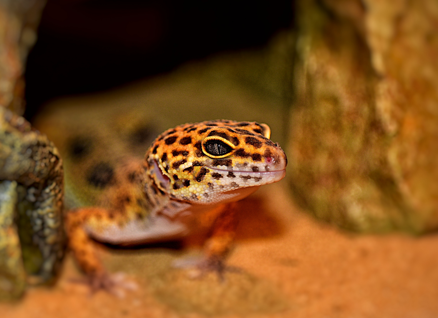 Leopard-Gecko Foto & Bild | tiere, tiere , photography Bilder auf ...