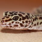 Leopard Gecko