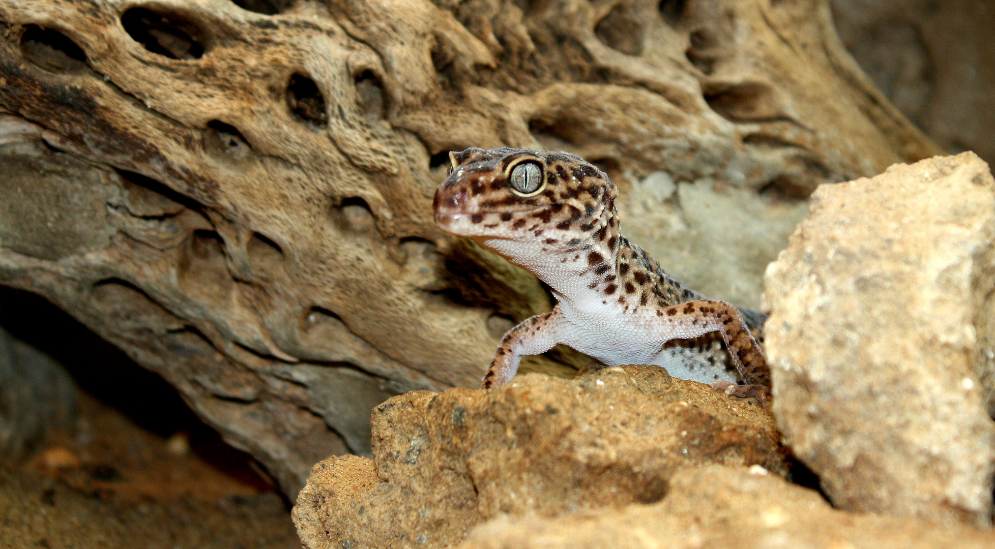 Leopard-Gecko