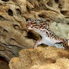 Leopard-Gecko