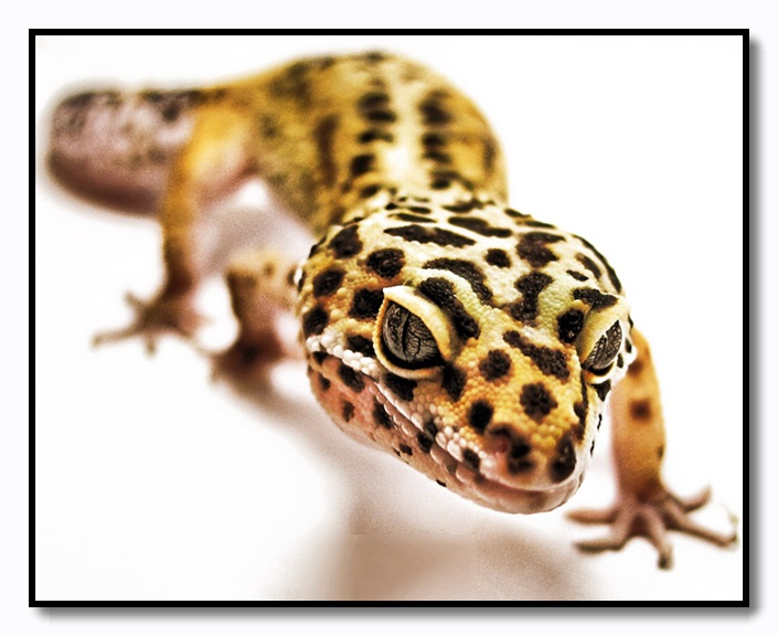 Leopard Gecko - Eublepharis Macularis