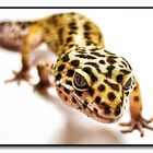 Leopard Gecko - Eublepharis Macularis