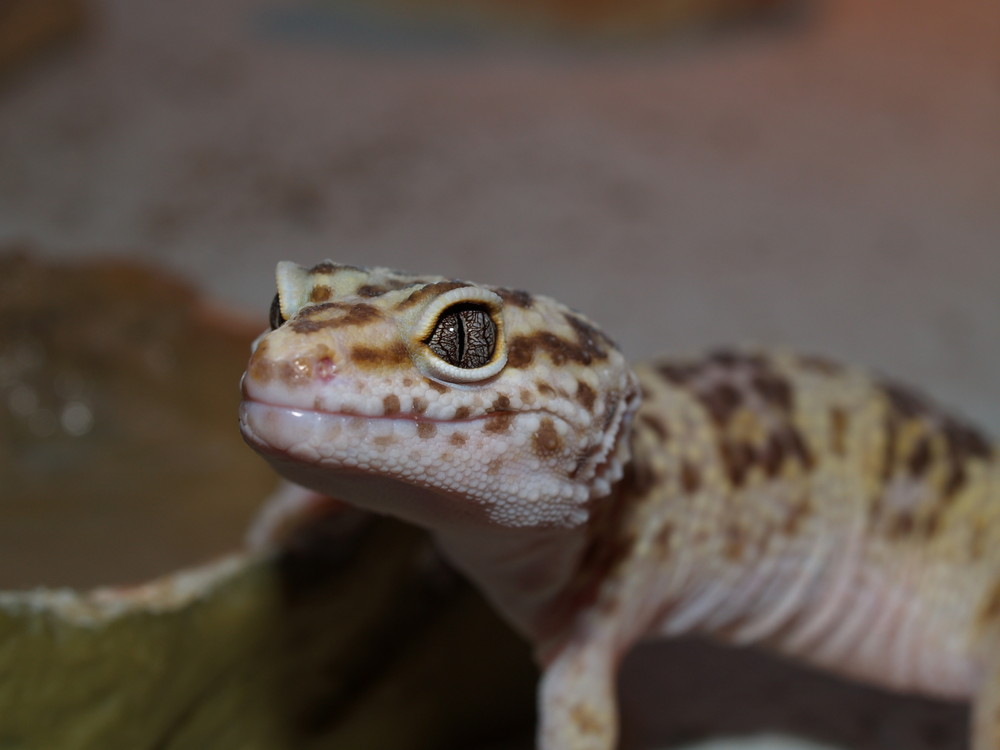 Leopard Geckos als Makro