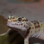 Leopard Geckos als Makro