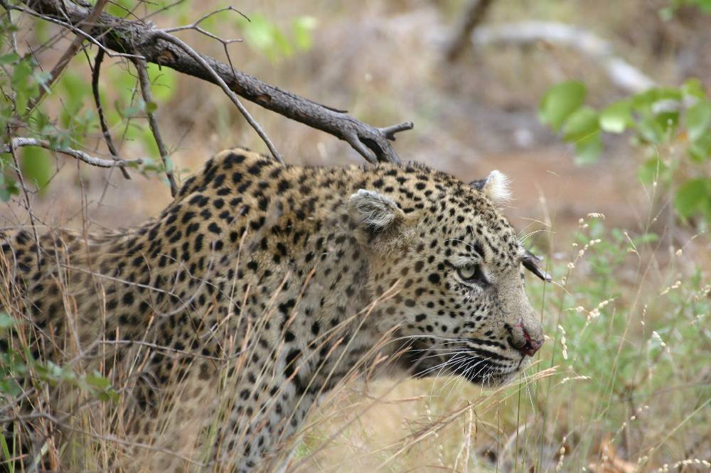 Leopard gehend und verletzt