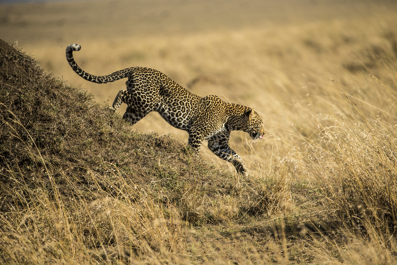 Leopard geht auf Jagd