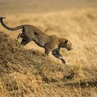 Leopard geht auf Jagd
