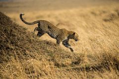 Leopard geht auf Jagd