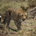 Leopard geht auf Jagd