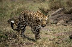 Leopard geht auf Jagd