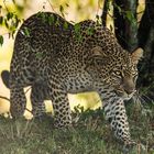 Leopard geht auf Jagd