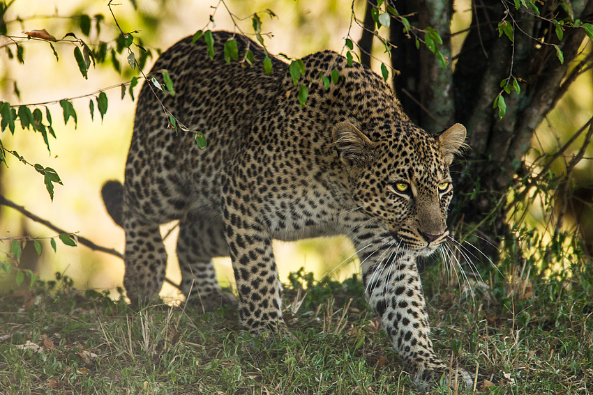 Leopard geht auf Jagd