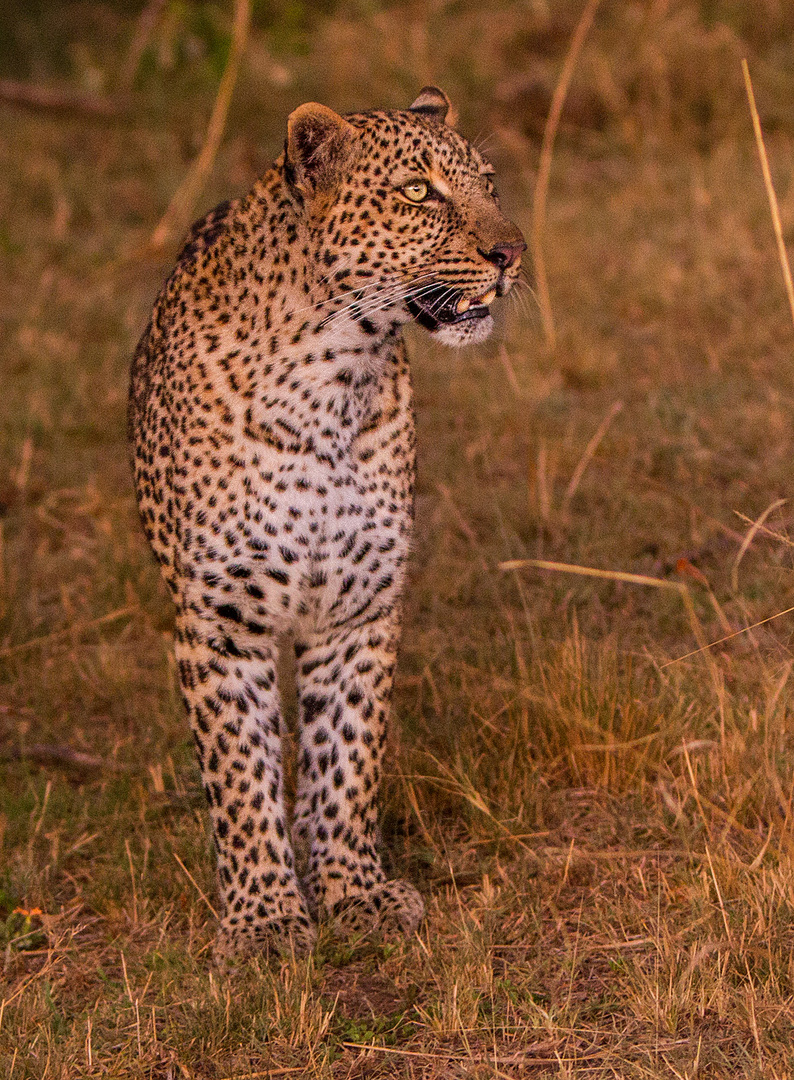 Leopard geht auf Jagd