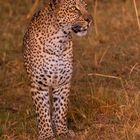 Leopard geht auf Jagd