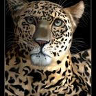 Leopard - gemalt mit Photoimpact