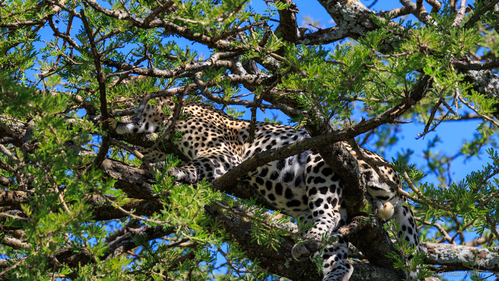 Leopard getarnt in Baumkrone, Serengeti