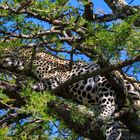 Leopard getarnt in Baumkrone, Serengeti