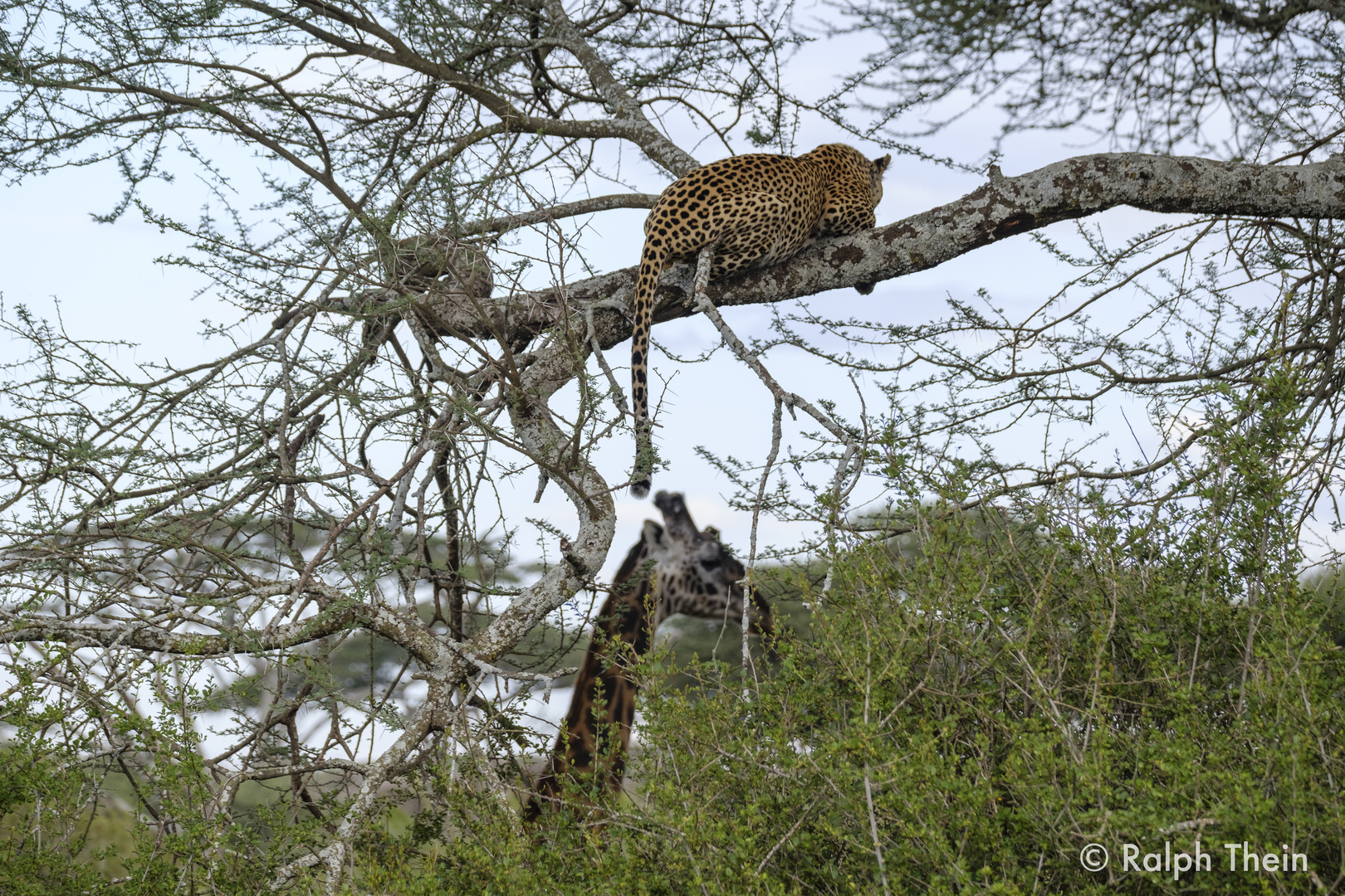 Leopard & Giraffe