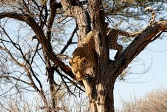 leopard going down the tree