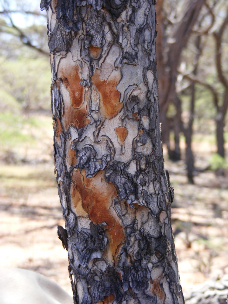 Leopard Gum bark