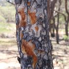 Leopard Gum bark