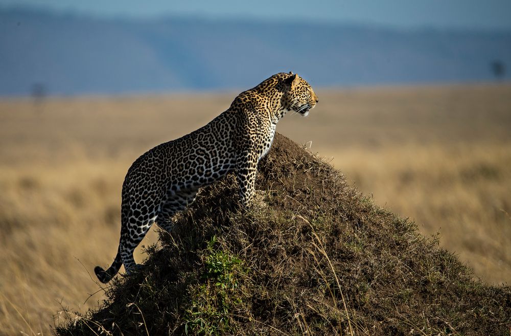 Leopard hält Ausschau