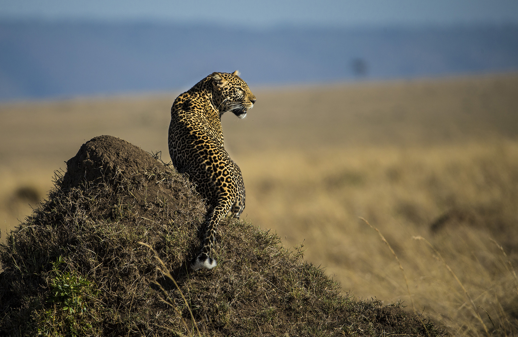 Leopard hält Ausschau