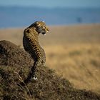 Leopard hält Ausschau