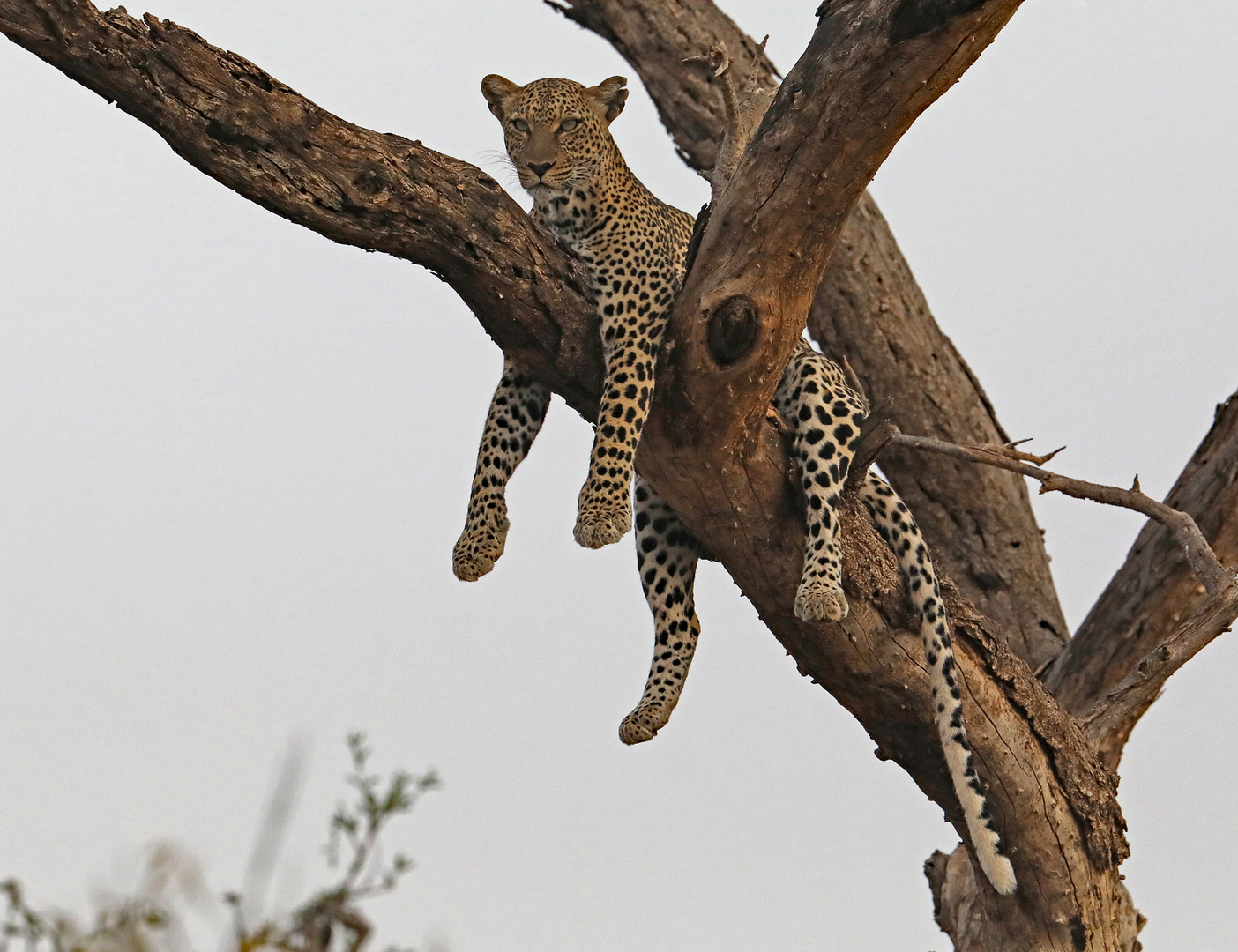 Leopard hangs in the tree