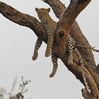 Leopard hangs in the tree