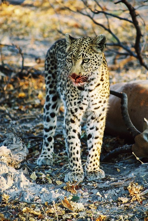 Leopard hatte Hunger