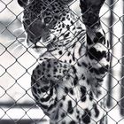 Leopard hinter Gitter