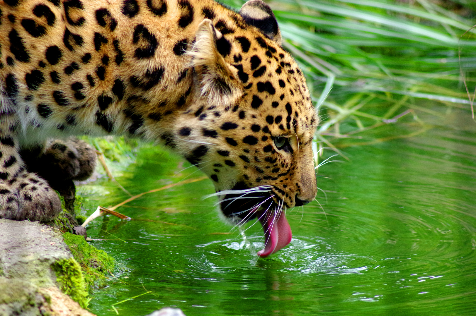 Leopard hinter Gittern II