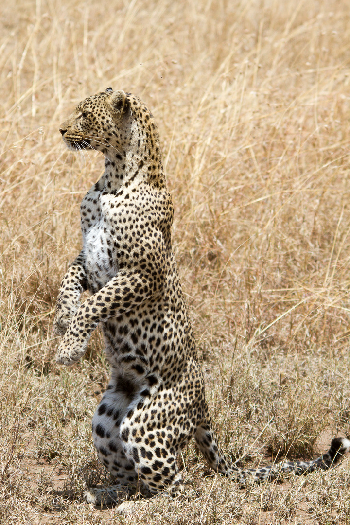 Leopard - Hunting 1