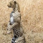 Leopard - Hunting 1