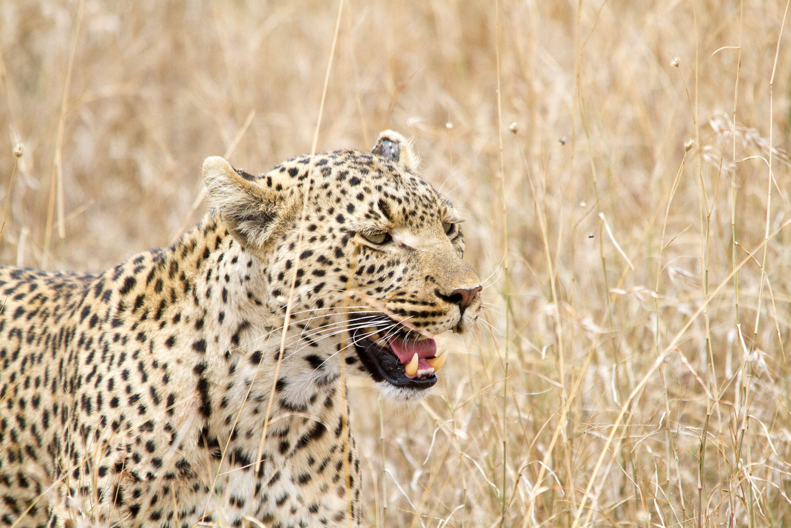 Leopard - Hunting 2