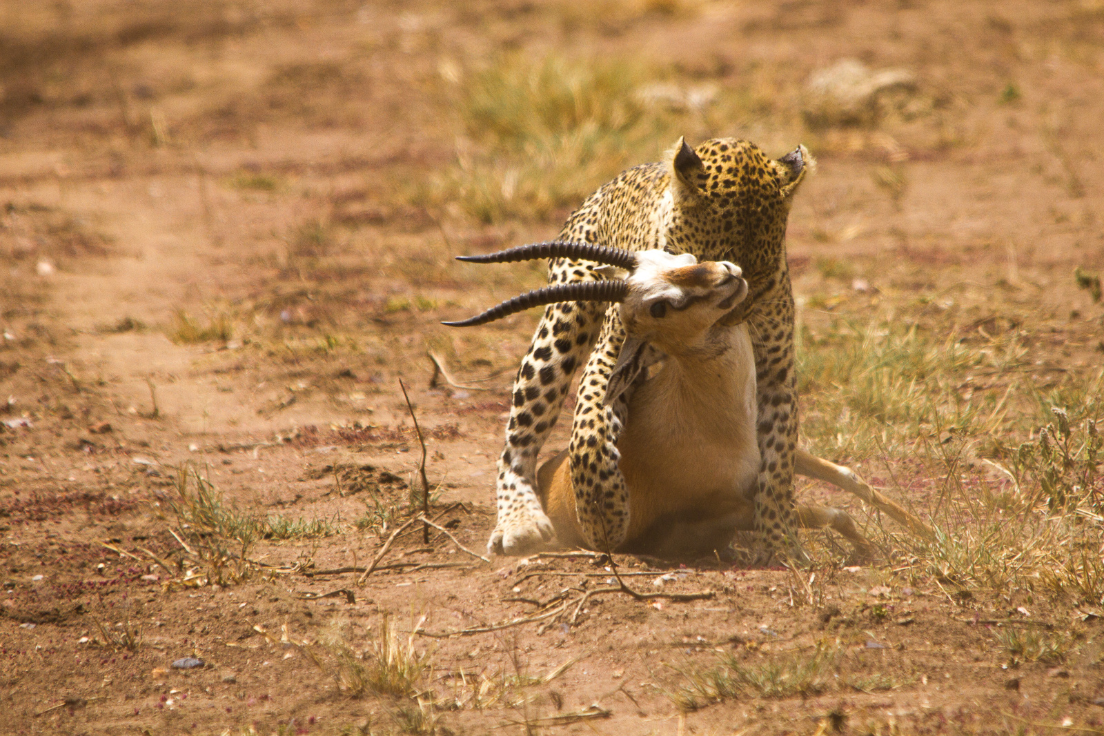 Leopard - Hunting 5