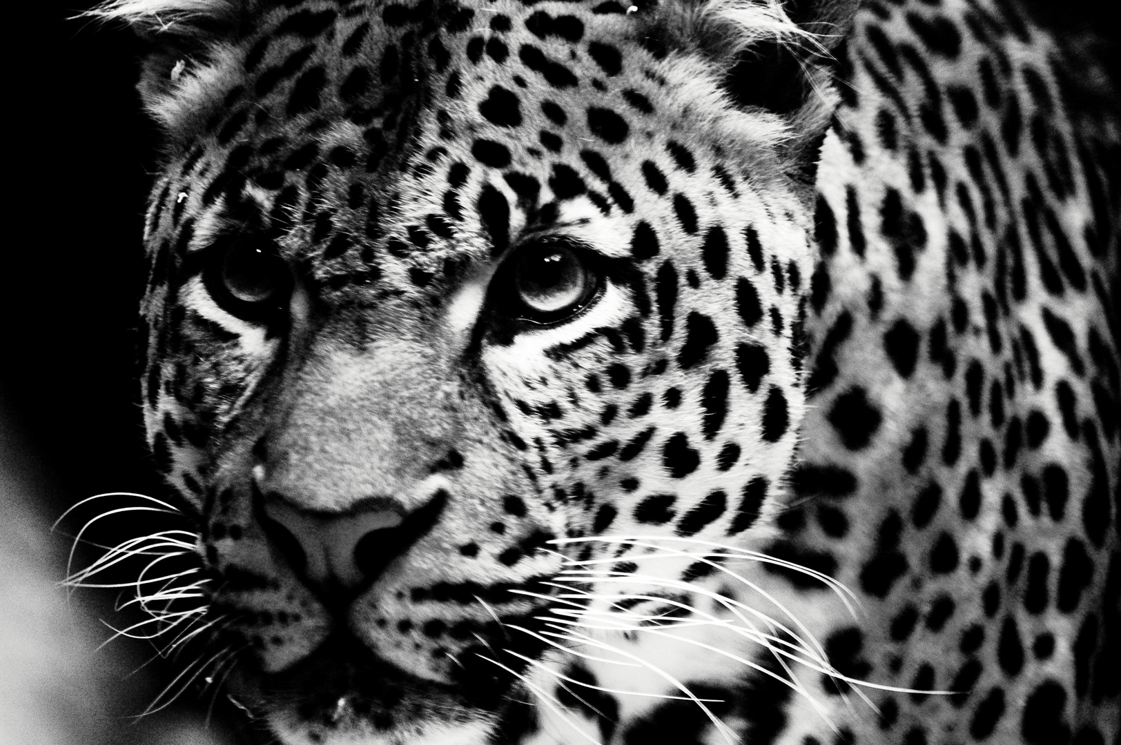 Leopard I