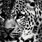 Leopard I