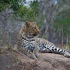Leopard I